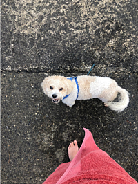 'Lady Charlotte's Loft' - ideal for short holidays or Remote Working Longer Lets.